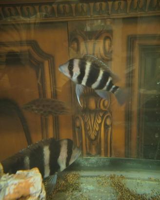 Cyphotilapia Frontosa
