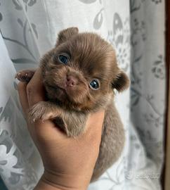 Chihuahua pedigree Enci