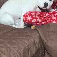 Staffordshire bull terrier