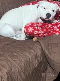 Staffordshire bull terrier