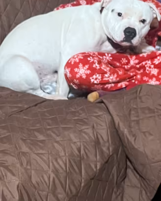 Staffordshire bull terrier
