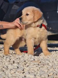 Cuccioli di Golden Retriever USA - Marina Lab
