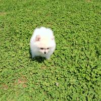 Spitz di Pomerania bianchi