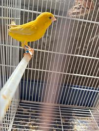 Canarini giallo intenso