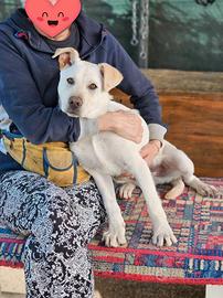 Baloo, delizioso cucciolo 4 mesi taglia grande