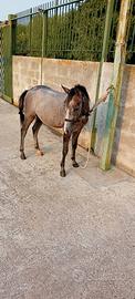 Pony