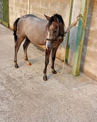 Pony