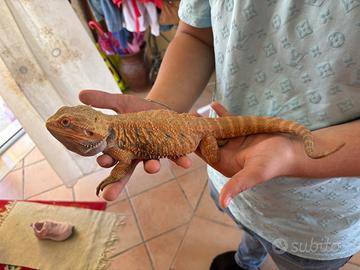 Baby di drago barbuto