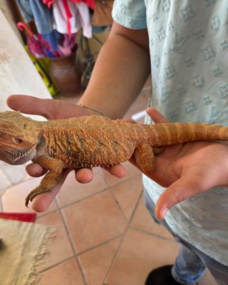 Baby di drago barbuto