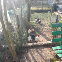 Galline serama europee