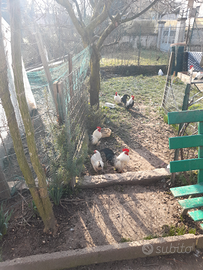 Galline serama europee