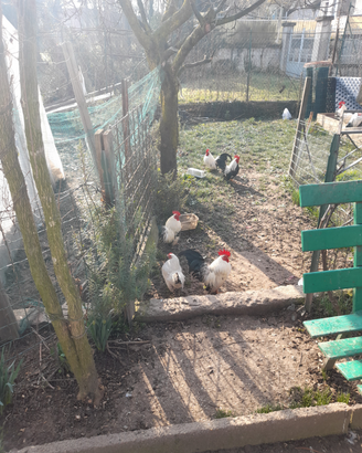 Galline serama europee