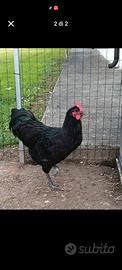 Gallo ostroalop