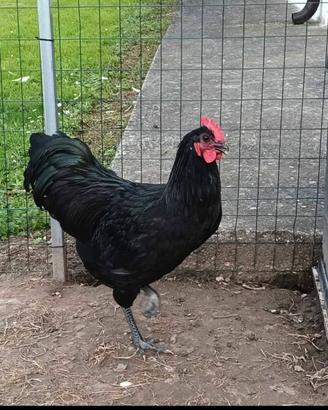Gallo ostroalop
