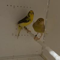 4 coppie canarini da canto timbrado spagnolo 2025