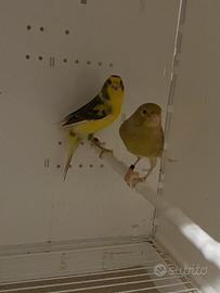 4 coppie canarini da canto timbrado spagnolo 2025