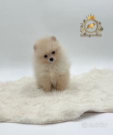 Dolcissimo maschietto Spitz di Pomerania