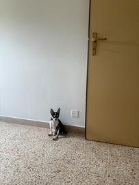 2 Chihuahua femmine