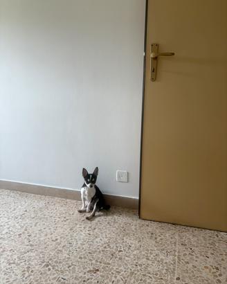 2 Chihuahua femmine