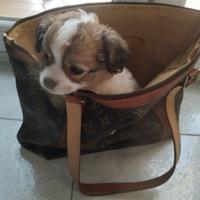Meraviglioso chihuahua con pedigree