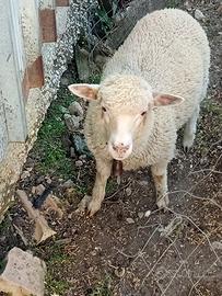 Agnello francese originale