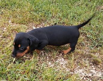 Bassotti nani deliziosi