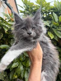 Cuccioli Maine coon