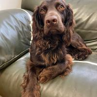 Ricerco femmina di working cocker spaniel