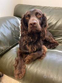 Ricerco femmina di working cocker spaniel