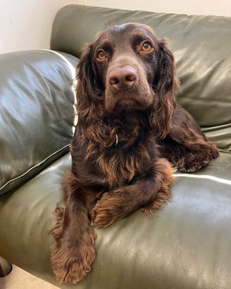Ricerco femmina di working cocker spaniel