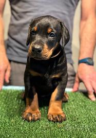 Dobermann Cuccioli Altissima Genealogia