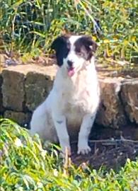 Cagnolina taglia medio piccola