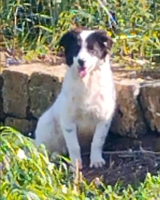 Cagnolina taglia medio piccola