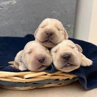Labrador retriever cucciole bionde