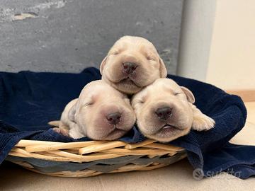 Labrador retriever cucciole bionde