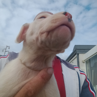 Cuccioli di Dogo argentino