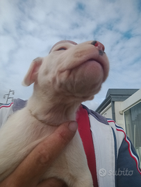 Cuccioli di Dogo argentino