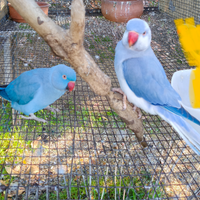 Coppia di parrocchetti dal collare