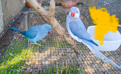 Coppia di parrocchetti dal collare
