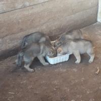 Cuccioli di lupo cecoslovacco