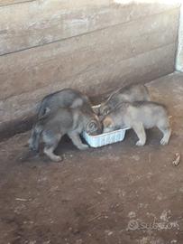 Cuccioli di lupo cecoslovacco
