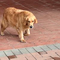 Golden retriever americano
