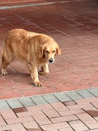 Golden retriever americano