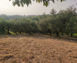 Terreno con olive