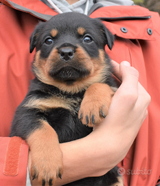 Cuccioli Rottweiler con Pedigree