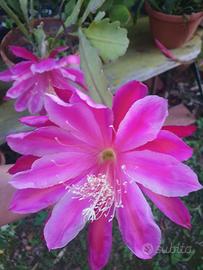 pianta epiphyllum Ex Fawn 