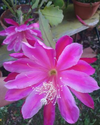 pianta epiphyllum Ex Fawn 