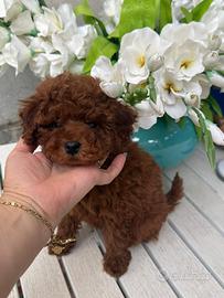 Barboncino Toy Red Brown