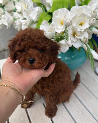 Barboncino Toy Red Brown