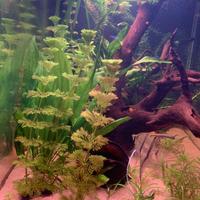 Piante poco esigenti acquario tropicale